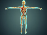 Medical illustration of the human body showing skeletal system, arteries, veins, and nervous system