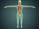 Medical illustration of the human body showing skeletal system, arteries, veins, and nervous system