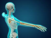 X-Ray view of human body showing skeletal bones in arm and hand poster print.
