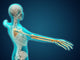 X-Ray view of human body showing skeletal bones in arm and hand poster print.