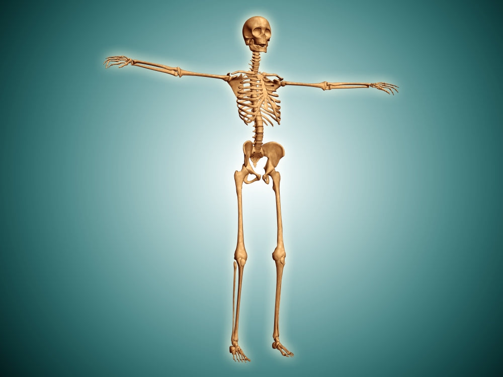 Human Skeletal System Perspective View Poster Print