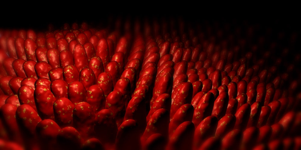 Conceptual Image of Intestinal Villi Poster Print showing intricate biological details.