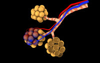 Conceptual image of alveoli poster print illustrating lung structure.