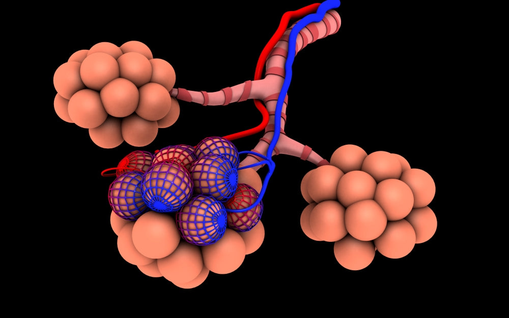 Conceptual Image of Alveoli Poster Print showcasing the structure of alveoli