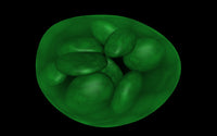 Chloroplast Conceptual Art Poster Print showcasing vibrant colors and details.