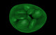 Chloroplast Conceptual Art Poster Print showcasing vibrant colors and details.