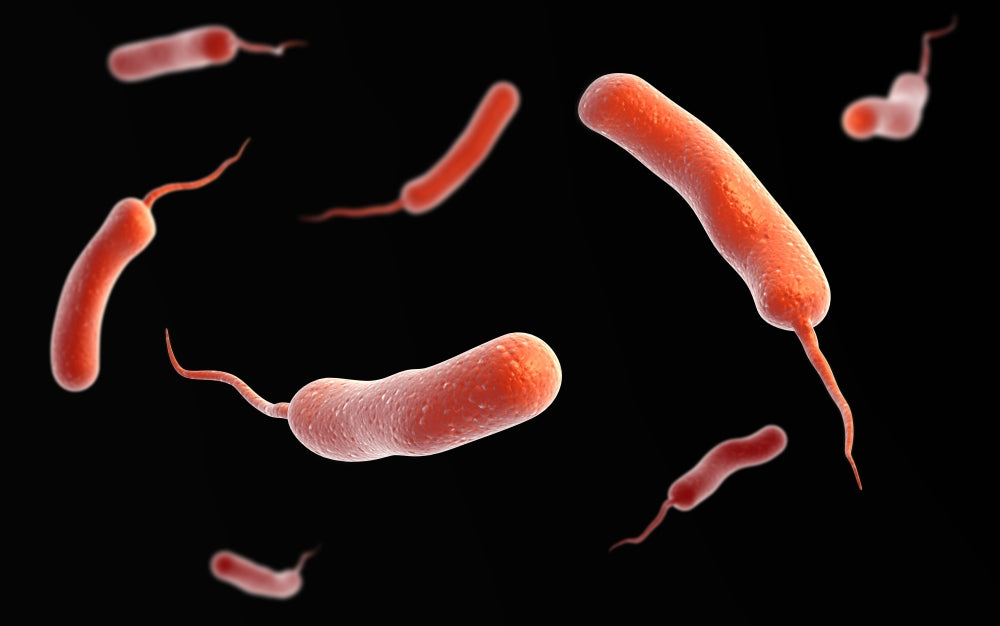 Vibrio Cholerae Conceptual Art Poster Print showcasing the bacterium.