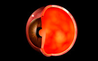 Conceptual human eye cross section poster print showcasing intricate anatomical details.