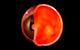 Conceptual human eye cross section poster print showcasing intricate anatomical details.
