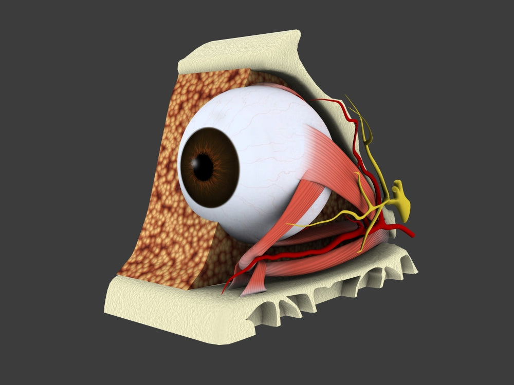 Conceptual Human Eye Anatomy Poster Print showcasing detailed eye anatomy.