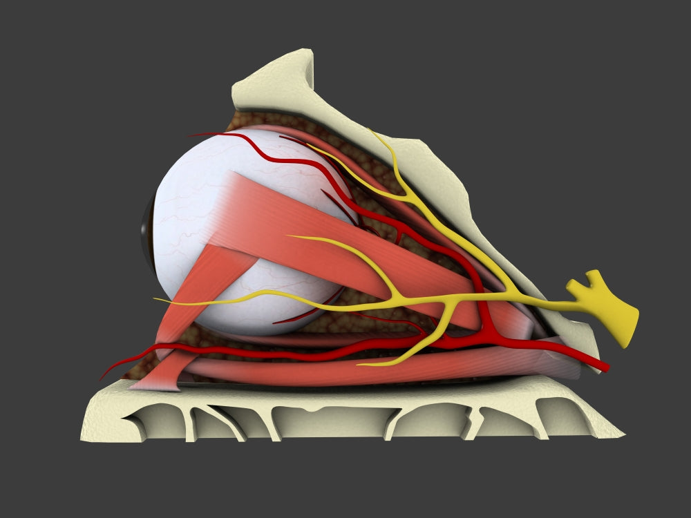 Conceptual illustration of human eye anatomy poster print.