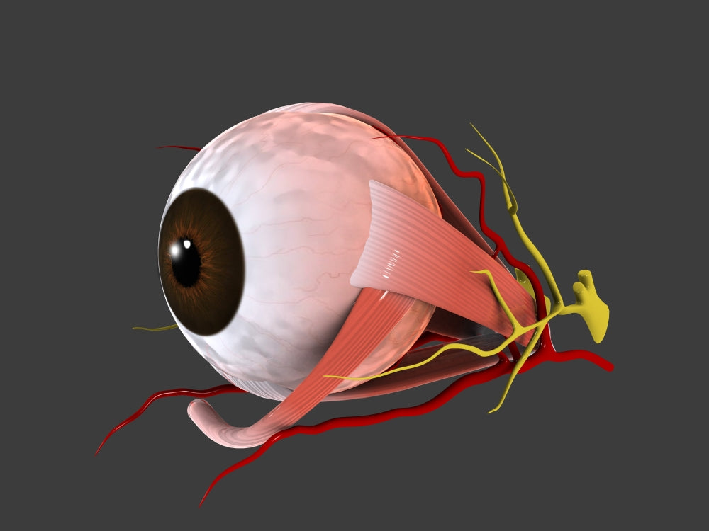 Conceptual Eye Anatomy Poster Print showcasing detailed human eye structure.