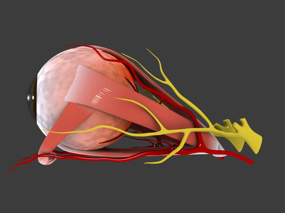 Human eye anatomy conceptual poster print, featuring detailed illustrations.