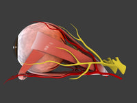 Human eye anatomy conceptual poster print, featuring detailed illustrations.