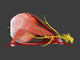 Human eye anatomy conceptual poster print, featuring detailed illustrations.