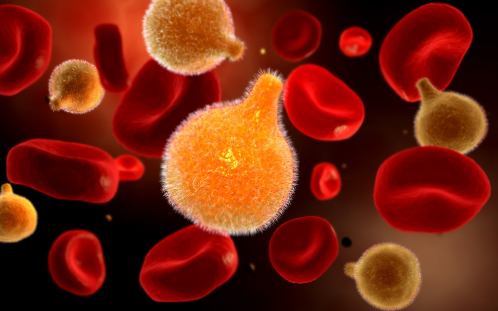 Conceptual image of plasmodium causing malaria poster print