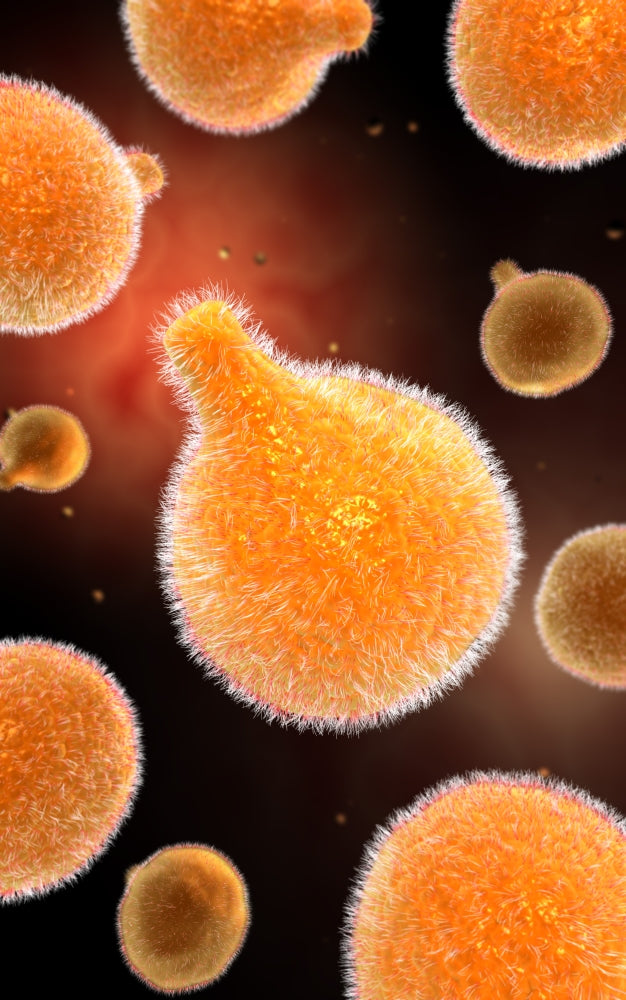 Conceptual image of plasmodium causing malaria poster print.