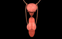 Conceptual image of human male reproductive organs poster print.