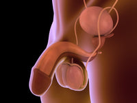 Conceptual image of human male reproductive organs poster print.