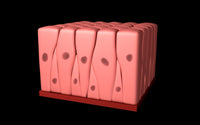 Conceptual image of pseudostratified columnar epithelium poster print.