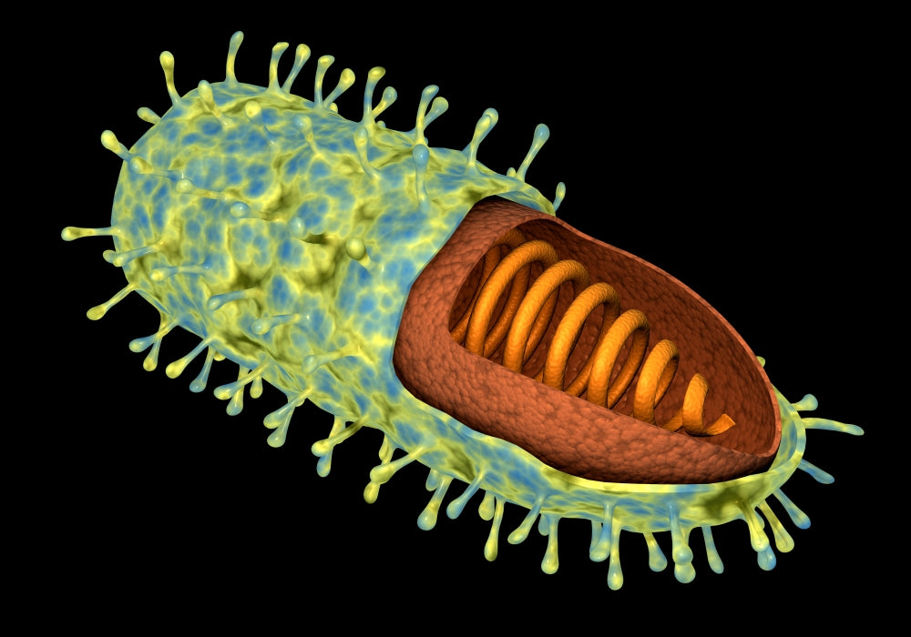 Conceptual image of the rabies virus poster print, depicting intricate details for educational and decorative purposes.