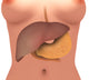 Conceptual image of the human digestive system in a female body poster print.