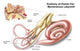 Anatomy of the Human Ear Membranous Labyrinth Poster Print
