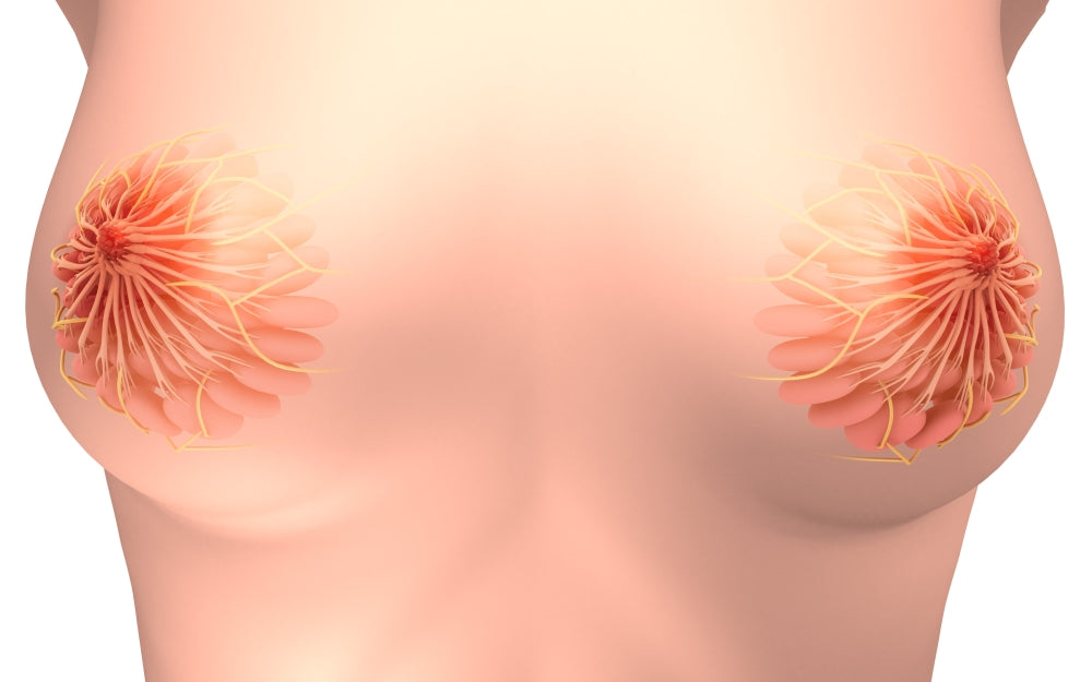 Conceptual image of female breast anatomy poster print