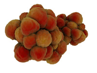 Microscopic view of tumor poster print showing detailed cellular structure.