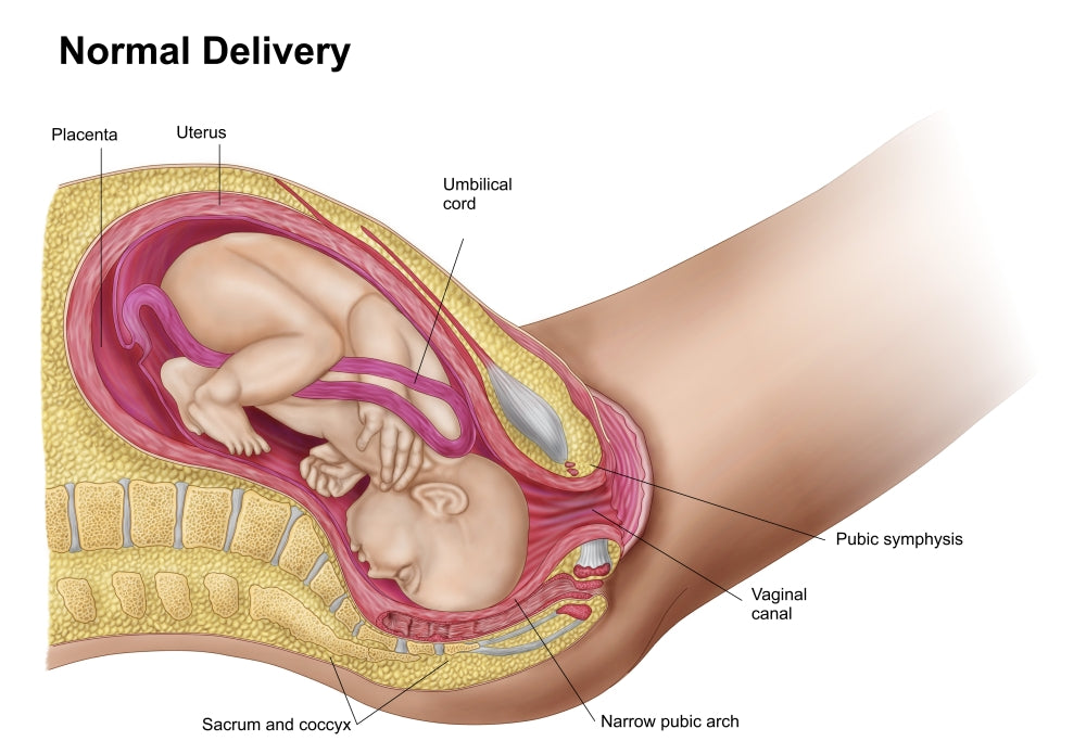 Fetal Development Illustration Poster Print showing delivery of fetus in the womb