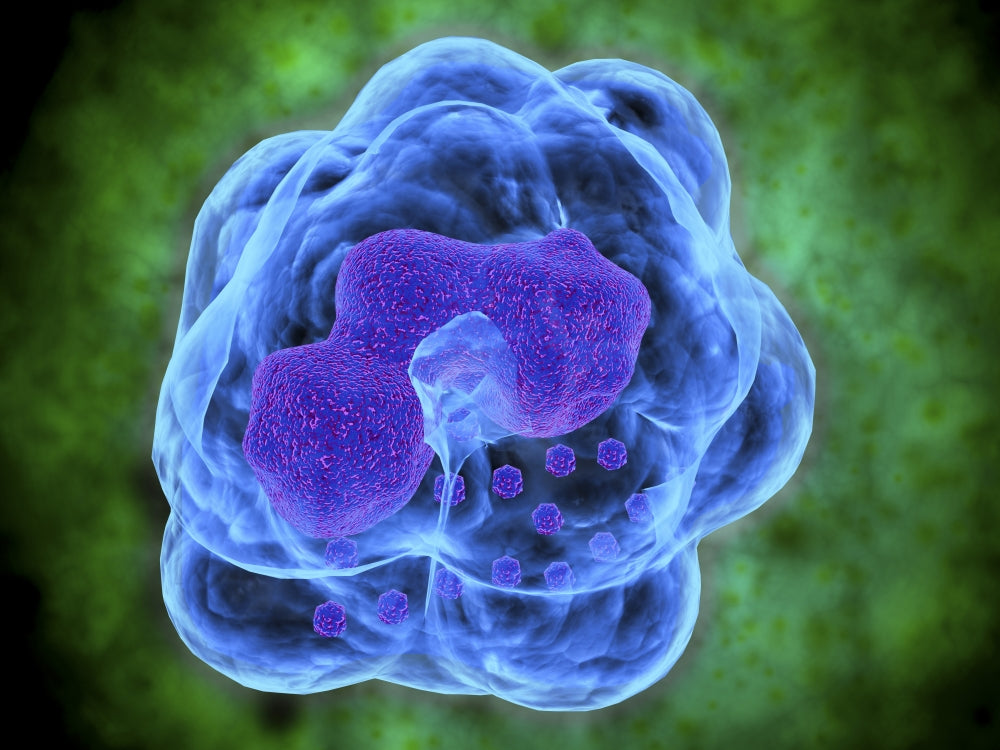 Basophils Conceptual Image Poster Print showcasing intricate details of white blood cells.