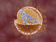 Cutaway view of Reoviridae virus showing DNA structure.