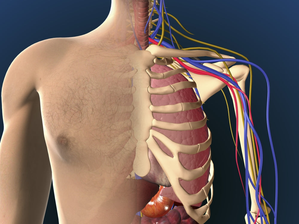 Cutaway view of male chest showing lungs poster print