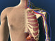 Cutaway view of male chest showing lungs poster print