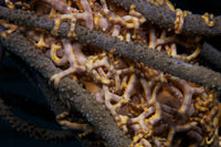 Basket Stars Feeding at Night Poster Print from Bonaire, Caribbean Netherlands