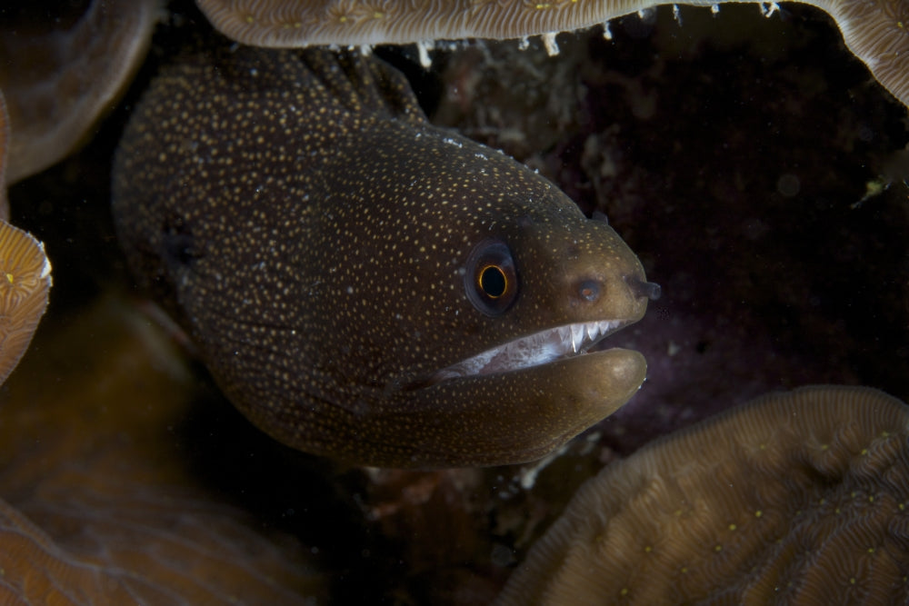 Goldentail Moray Eel close-up poster print from Bonaire