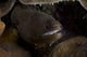Goldentail Moray Eel close-up poster print from Bonaire