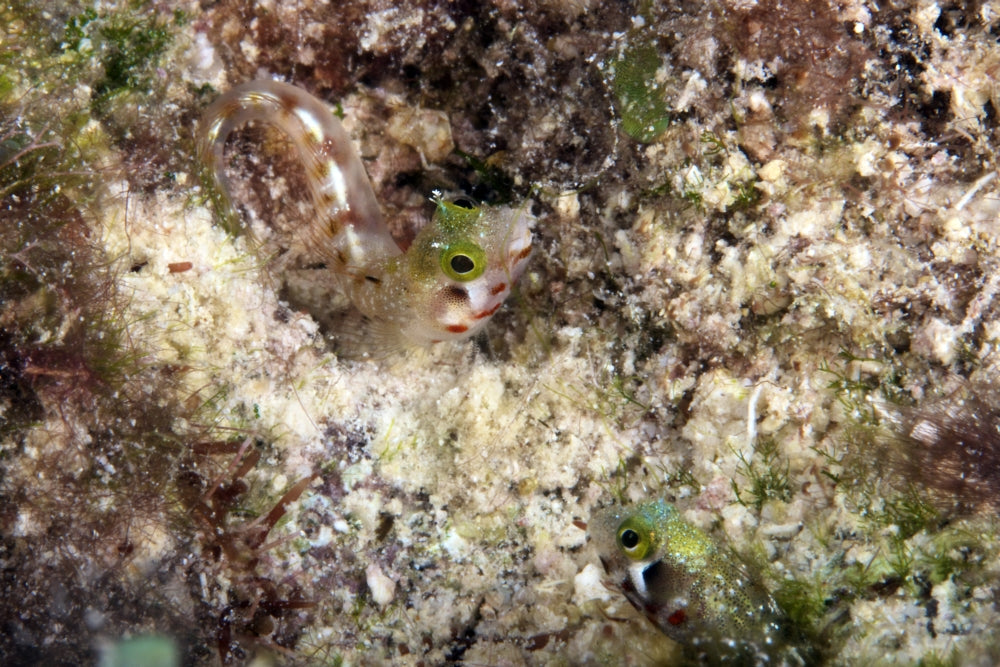 Secretary Blenny Coral Home Poster Print featuring vibrant underwater scene from Bonaire, Caribbean.
