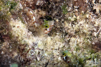 Secretary Blenny Coral Home Poster Print featuring vibrant underwater scene from Bonaire, Caribbean.