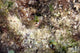 Secretary Blenny Coral Home Poster Print featuring vibrant underwater scene from Bonaire, Caribbean.