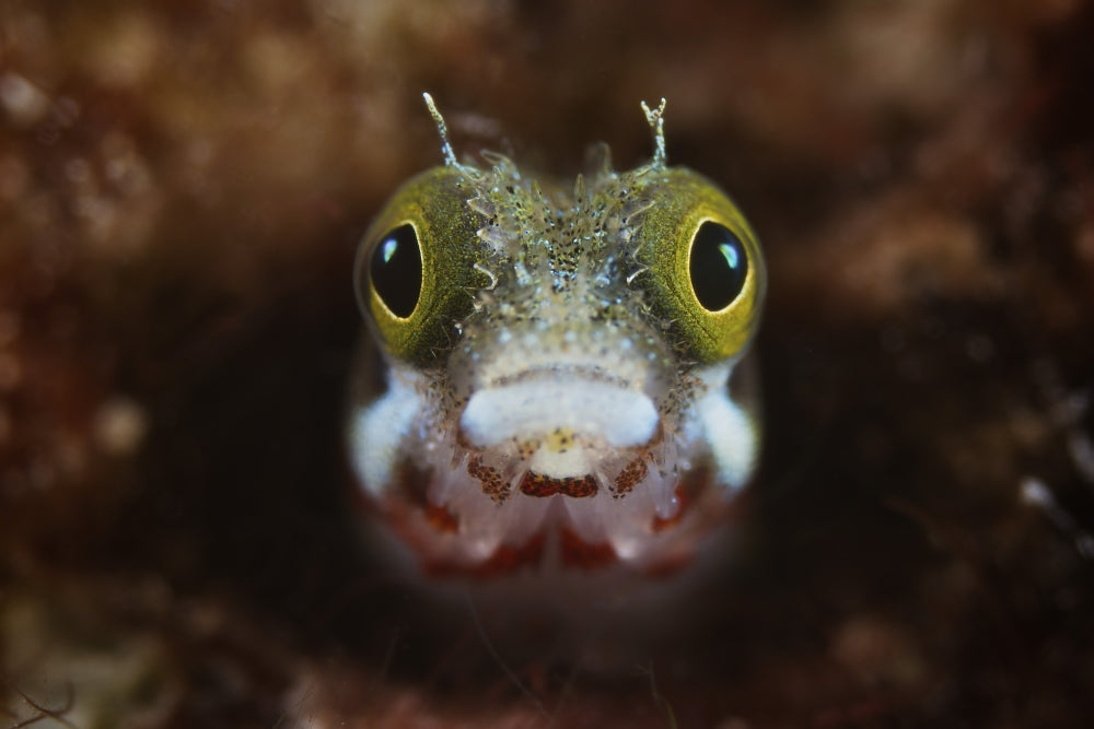 Secretary Blenny poster print showcasing vibrant coral habitat.