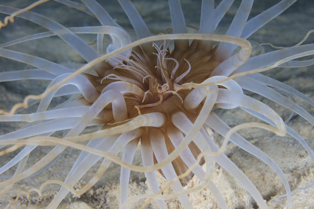 Close-up view of sand anemone from Bonaire, vibrant marine life poster.