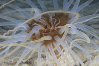 Close-up view of sand anemone from Bonaire, vibrant marine life poster.