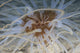 Close-up view of sand anemone from Bonaire, vibrant marine life poster.