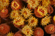 Yellow tube coral polyps feeding at night poster print showcasing vibrant colors.