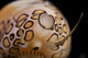 Flamingo Tongue Snail Poster Print featuring underwater beauty from Bonaire, Caribbean Netherlands.