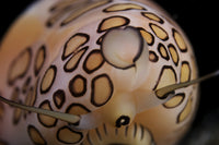 Flamingo Tongue Snail Poster Print from Bonaire, Caribbean Netherlands