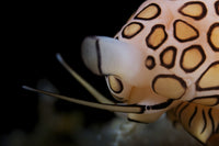 Flamingo Tongue Snail Poster Print depicting the beautiful marine creature from Bonaire, Caribbean Netherlands.