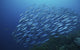 School of Boga fish underwater poster print from Bonaire, Caribbean
