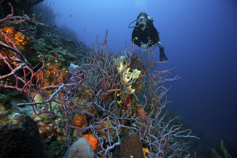 Scuba diver swimming underwater among sea sponges in Bonaire, Caribbean Netherlands